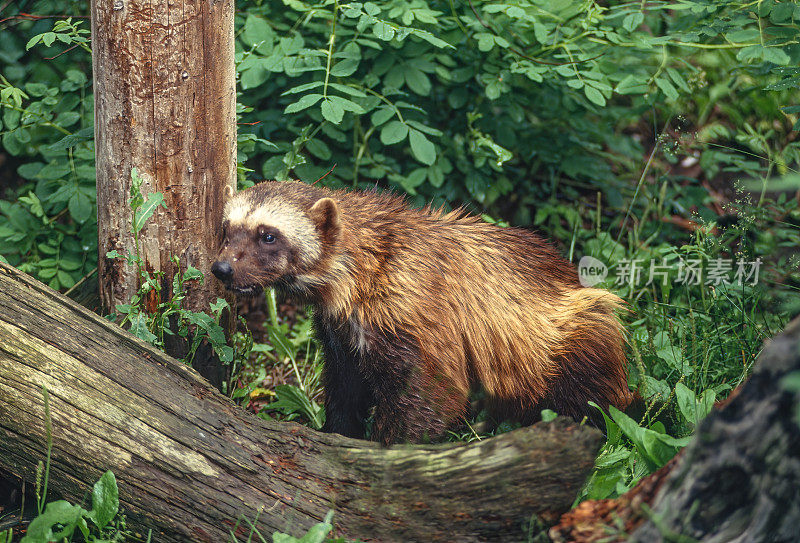 狼獾，Gulo Gulo luscus，鼬科中最大的陆生物种。它是一种肌肉发达的食肉动物，独居动物。蒙大拿。